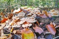 Phlebia tremellosa growing in the woods