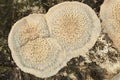 Phlebia tremellosa