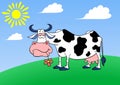 A phlegmatic cartoon cow with a flower in its mouth grazes on a green lawn. Cartoon phlegmatic cow. Vector illustration