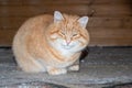 A phlegmatic fat ginger cat with green eyes sits on a rustic floor. The idea of calm, detachment, peace