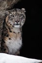 Phlegmatic and thoughtful snow leopard in a winter cave Royalty Free Stock Photo