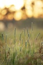 Phleum grass at sunrise Royalty Free Stock Photo