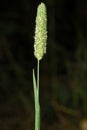 Phleum pratense, Allergens Plants Royalty Free Stock Photo