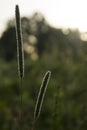 Phleum pratense l. Royalty Free Stock Photo