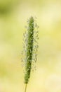 Phleum pratense - Timothy Inflorescence