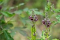 Phlogacanthus pulcherrimus T.Anderson is in Subshrub plant family Royalty Free Stock Photo