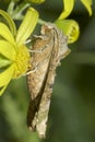 Phlogophora meticulosa / The Angle Shades moth