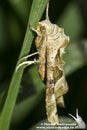 Phlogophora meticulosa / The Angle Shades moth