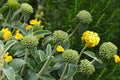 Phlomis Edward Bowles Flower