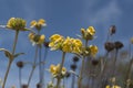 The Phlomis floccosa, Yelow flowers , Greek Flora