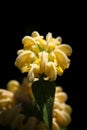 Phlomis Fruticosa