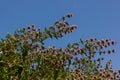 Phlomis Phlomoides tuberosa wildflowers on clear green background. Dark red stems with architectural whorls of lilac-pink flowers