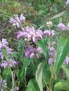 Phlomis regelii. Flowers. Plants Royalty Free Stock Photo