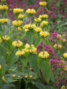 Phlomis russeliana (Turkish sage, Syrian fire herb , Jerusalem sage ) yellow flowering plant Royalty Free Stock Photo