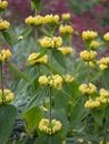 Phlomis russeliana (Turkish sage, Syrian fire herb , Jerusalem sage ) yellow flowering plant Royalty Free Stock Photo