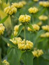 Phlomis russeliana (Turkish sage, Syrian fire herb , Jerusalem sage ) yellow flowering plant Royalty Free Stock Photo