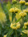 Phlomis russeliana (Turkish sage, Syrian fire herb , Jerusalem sage ) yellow flowering plant Royalty Free Stock Photo