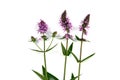 Medicinal plant: Phlomoides tuberosa isolated on a white background