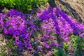 Phlox awl-shaped Phlox subulata close-up. Beautiful flowers in the garden in the shade under a tree. Soft selective focus Royalty Free Stock Photo