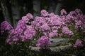 Phlox Birdbath