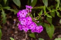 Phlox blooms in the garden