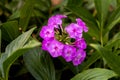 Phlox blooms in the garden