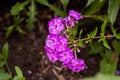 Phlox blooms in the garden