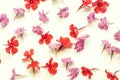 Phlox blossm on a white background, pink, red, white color.