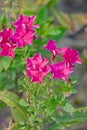 Phlox Royalty Free Stock Photo