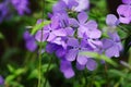 Phlox divaricata Blue Moon blossom close up Royalty Free Stock Photo