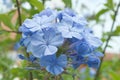 Phlox divaricata, decorative shrub with blue blooming blossoms