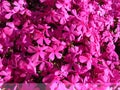 Phlox - Phlox douglasii, common name tufted phlox or Columbia phlox, closeup, dark pink cultivar on a stone wall Royalty Free Stock Photo