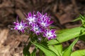 Purple and white phlox drummondii flowers in sunshine