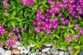 Phlox drummondii are blooming in the garden.