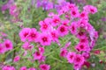 Phlox drummondii Royalty Free Stock Photo