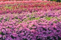 Phlox drummondii flower in outdoor garden Royalty Free Stock Photo