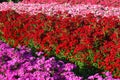 Phlox drummondii flower in outdoor garden Royalty Free Stock Photo