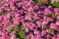 Phlox drummondii flower in outdoor garden Royalty Free Stock Photo