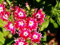 Phlox drummondii 'Twinkle Star' Royalty Free Stock Photo