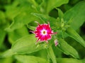 Phlox drummondii 'Twinkle Star' Royalty Free Stock Photo