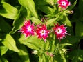 Phlox drummondii 'Twinkle Star' Royalty Free Stock Photo