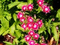 Phlox drummondii 'Twinkle Star'