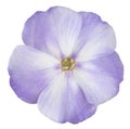 Phlox flower isolated