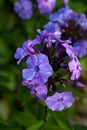 Phlox Flower With Water Drops In Garden In Summer Royalty Free Stock Photo