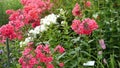 Phlox flowers at a botanical garden