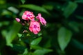 Phlox flowers. Close-up of a branch of pink phlox blossoms. Blooming flowers in the garden. Floral wallpaper. Selective soft focus Royalty Free Stock Photo