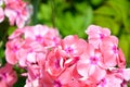 Phlox flowers close-up. Flowering shrub in the garden on a Sunny day Royalty Free Stock Photo