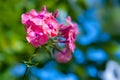 Phlox flowers. Close-up of an inflorescence of pink phlox blossoms. Blooming flowers in the garden. Floral wallpaper. Selective