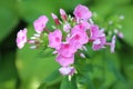 Phlox flowers on a green background