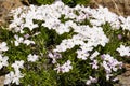 Phlox flowers growing on the trail to Mt Washburn, Yellowstone National Park Royalty Free Stock Photo